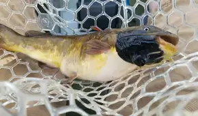 Científicos identifican en peces unas células cancerosas transmisibles que se comportan como parásitos