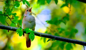 Un estudio revela que solo 10 minutos entre árboles y cantos de aves bastan para mejorar el estado de ánimo y el bienestar psicológico
