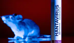 Chile activa alerta sanitaria por hantavirus mientras aumentan los fallecidos y preocupa la alta letalidad