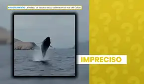 Video de ballena captada en el mar del Callao no es reciente: circula en redes sociales desde julio de 2025