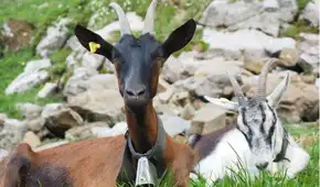 El insólito método que se aplicó en las islas Galápagos para eliminar más de 140.000 cabras invasoras y recuperar su ecosistema