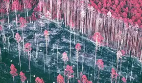 En los años 80, los científicos hicieron un experimento forestal y lo olvidaron: 30 años después, lo retomaron y el resultado los dejó sorprendidos
