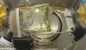 China cosecha las primeras muestras de arroz de su nuevo experimento de agricultura espacial