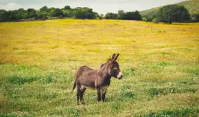 Hace 40 años devolvieron un asno salvaje al desierto y hoy está ayudando a reforestar el ecosistema de forma natural