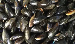 Científicos encuentran microplásticos en los mejillones y caracoles de aguas profundas del Pacífico