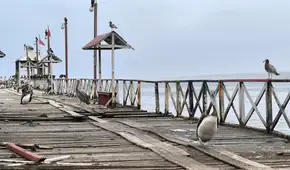 Alertan crisis marina: Pelícanos llegan a muelle de Huanchaco por falta de alimento