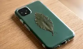 ¿Tienes una hoja de laurel en casa? Descubre por qué muchas personas la guardan en la funda del celular