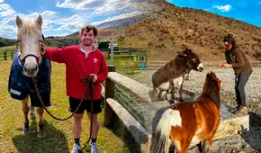 Buscan voluntarios para cuidar caballos, burros y otros animales rescatados en Nueva Zelanda: ofrecerán alojamiento gratis