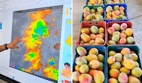 El Niño golpea Lambayeque: temperaturas de hasta 36 °C ponen en riesgo la producción de mango y palta