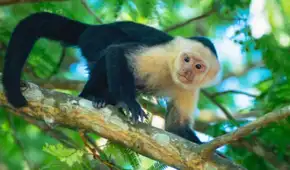 Científicos costarricenses colocaron una pantalla táctil con IA en un bosque salvaje: 16 monos la usaron para obtener plátanos de recompensa
