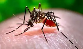 Los científicos lanzan una advertencia: el mosquito del dengue está aprendiendo a sobrevivir a uno de los insecticidas más usados