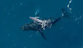 Un dron con cámara graba a una ballena jorobada dando a luz frente a la costa: “Es increiblemente raro”