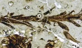 Científicos descubren en la Patagonia una planta de 150 millones de años que revela cómo eran los bosques del Jurásico