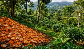 Más de 11.000 toneladas de cáscaras de naranja transformaron un ecosistema de Costa Rica: 16 años después, el terreno impactó a los científicos