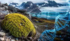 Una de las 2 únicas plantas nativas de la Antártica marca un hito en la ciencia polar: reconstruyen por primera vez todo su ADN