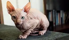 ¿Sabías que el gato 'egipcio' o 'esfinge' no viene de Egipto? Su origen está en una mutación ocurrida en América
