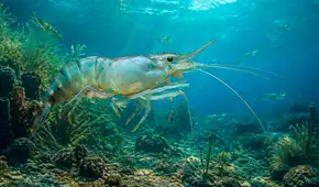 Mucho antes de la extinción de los dinosaurios, los camarones se expandieron por el mundo desde el Pacífico hace 125 millones de años