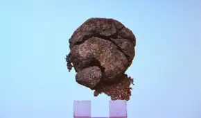 Arqueólogos turcos encontraron un pan de 8.600 años de antiguedad sorprendentemente bien conservado