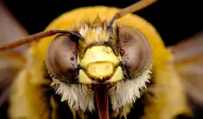 Una investigación revela que las abejas identifican rostros humanos procesando rasgos faciales como lo hacen las personas