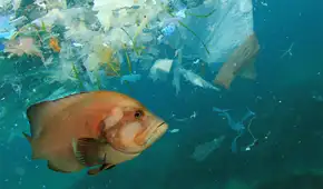 Científicos descubren una vida microscópica que vive sobre el plástico en el mar: “Es un nuevo ecosistema en el planeta”
