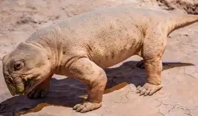 El dinosaurio que sobrevivió a una de las mayores extinciones de la Tierra gracias a una sorprendente estrategia con sus huevos