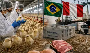Perú aumenta a más del doble sus compras de genética avícola de Brasil y apunta a mayores importaciones de cerdo