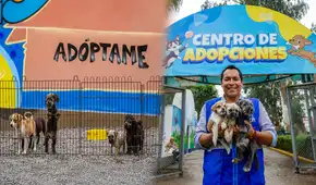 ¿Quieres adoptar un perro o gato rescatado? MML ofrece mascotas en adopción tras salvarlas del comercio ilegal en el Cercado: conoce los requisitos