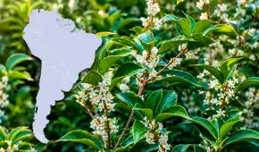 El árbol con uno de los mejores aromas del mundo se cultiva en Sudamérica: produce un ‘oro líquido’ que perfuma calles enteras