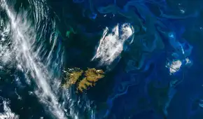 La NASA afirma que El Niño está alterando la vida marina: detectan disminución del fitoplancton en el Pacífico