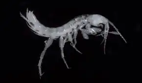 Nuevas especies para la ciencia: descubren dos camarones sin ojos que habitan en aguas subterráneas