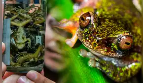Descubren en Costa Rica una nueva especie de rana: tiene menos de cuatro centímetros, presenta manchas oscuras y es "cafetera"