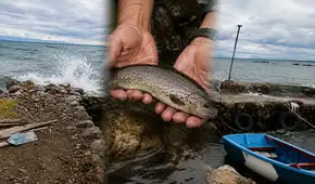 Alerta en el lago Titicaca: olas gigantes hunden jaulas y provocan la pérdida de 200 toneladas de trucha en Puno