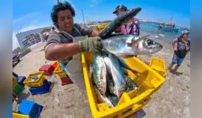 El Niño 2026: Urgen blindar la biodiversidad marina, la pesca y el turismo en el Perú