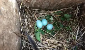 Muchas aves comenzaron a colocar plantas frescas en sus nidos: los científicos descubren que los pichones nacen más sanos