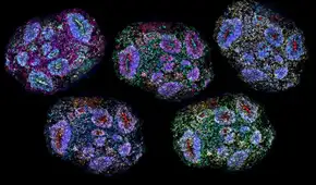 Un avance sin precedentes: científicos construyeron cerebros en miniatura que pueden percibir el paso del tiempo