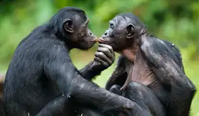 Unos investigadores descubrieron que 2 especies de primates pueden recordar a sus antiguos amigos: uno de ellos reconoció a su hermana después de 26 años de separación