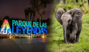 Dos gigantes llegan a Lima: Parque de las Leyendas alista nuevo hogar para dos elefantes africanos traídos desde México, ¿cuándo podrás visitarlos?