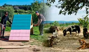 Buscan voluntarios para cuidar perros, gatos y animales de granja en Portugal: alojamiento gratis y comida por 24 horas de ayuda semanal