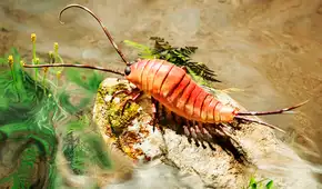 Un antiguo fósil de 324 millones de años revela que los primeros insectos que salieron del mar a tierra firme tenían 24 patas