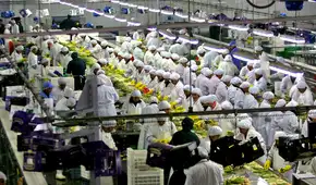 OCDE pide eliminar beneficio tributario de grandes agroexportadoras: pagan 15% de IR pese a su fuerte crecimiento