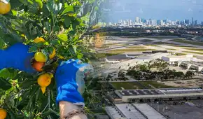 Buscan voluntarios para vivir gratis en Miami: ofrecen habitación y baño privados a cambio de cuidar bosques 20 horas por semana
