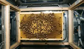 La NASA envió 3300 abejas al espacio para hacer panales sin gravedad: desde chocar contra las paredes hasta construir una estructura de 200 cm