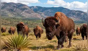 Llegaron en 2009 siendo solo 23 y ahora son 500: el experimento que regresó los bisontes a México tras desaparecer por la caza humana