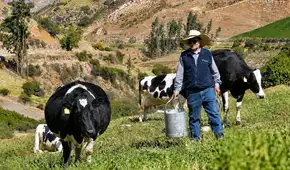 Ganaderos advierten que eventual derogatoria de norma sobre leche evaporada golpearía la producción nacional