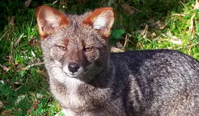 Un comerciante vendió una cabeza disecada creyendo que era de un zorro, pero resultó ser de una especie extinta hace mucho tiempo