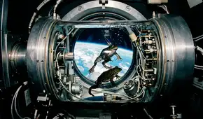 En 1970, la NASA puso en órbita 2 ranas toro para monitorear el mareo espacial: durante 6 días registraron 139 horas de información sobre el equilibrio en gravedad cero