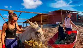 Refugio en España busca voluntarios que hablen español: vivirían gratis por cuidar animales en Islas Canarias en 2026 y 2027