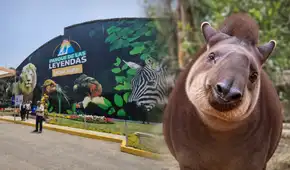“Hasta siempre, Pancha”: Parque de las Leyendas despide a tapir rescatada que albergó durante 20 años