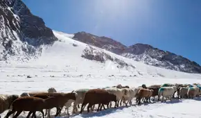Unos estudiantes suizos descubren cómo las ovejas pueden ayudar a detener el deshielo de los glaciares