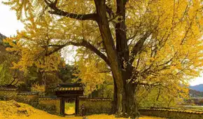 Este árbol lleva 270 millones de años en la Tierra, puede alcanzar los 1.500 de vida y sobrevivió a la bomba atómica de Hiroshima